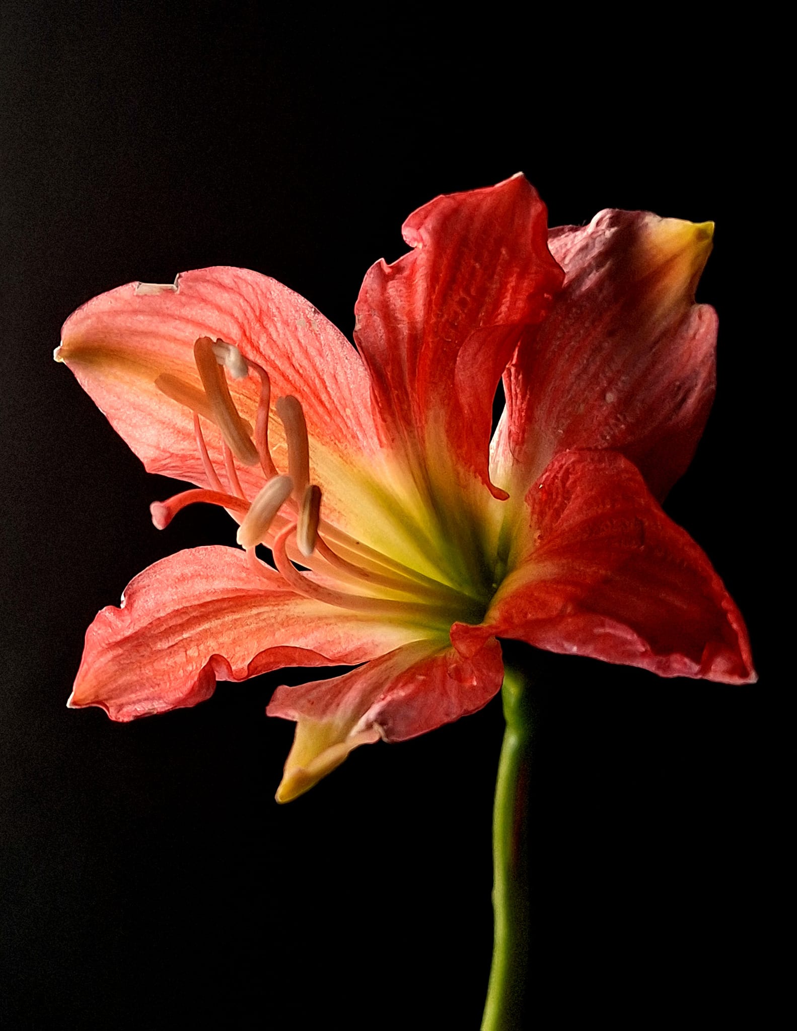 Red Hippeastrum Flower